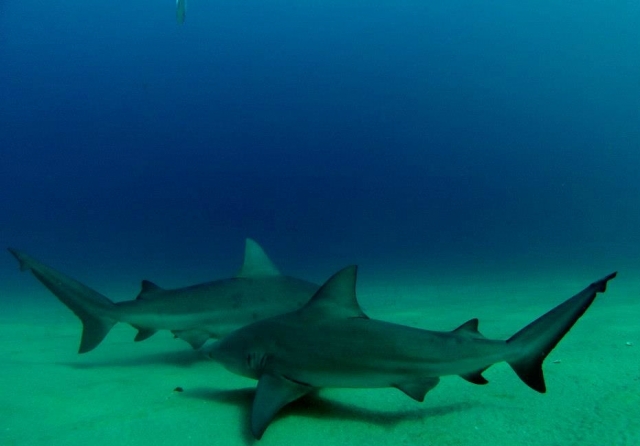 Sharks in their natural habitat 